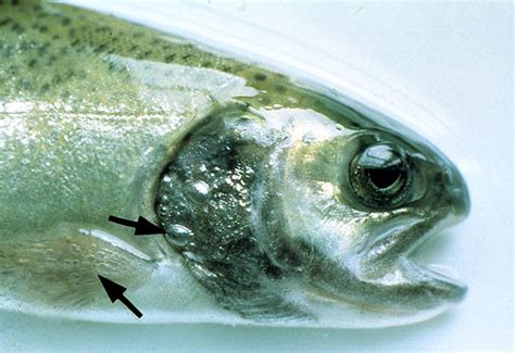 balıklarda gaz kabarcığı hastalığı